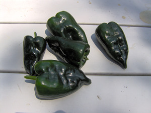 How To Air Dry Peppers How To Air Dry Peppers