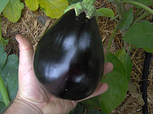How and When To Pick Eggplant How and When To Pick Eggplant