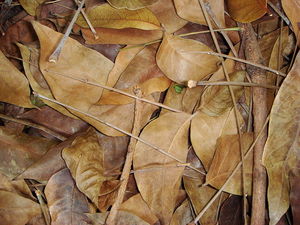 The Best Mulches To Use In The Vegetable Garden The Best Mulches To Use In The Vegetable Garden