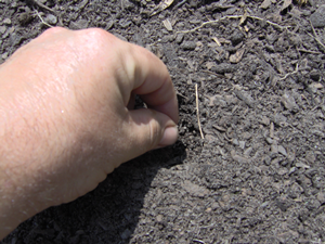 How To Plant Turnips How To Plant Turnips