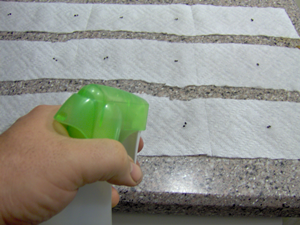 How To Create Simple Seed Tapes How To Create Simple Seed Tapes