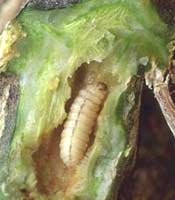 How To Remove a Squash Vine Borer How To Remove a Squash Vine Borer