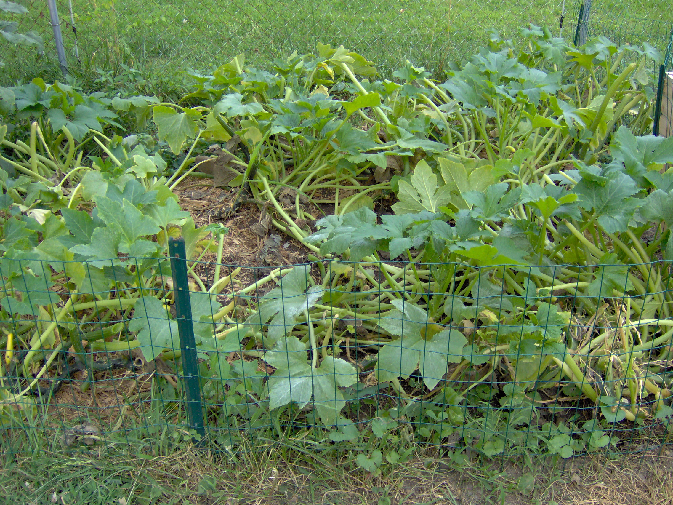 squash_patch