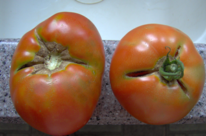 What Causes a Tomato To Crack or Split What Causes a Tomato To Crack or Split