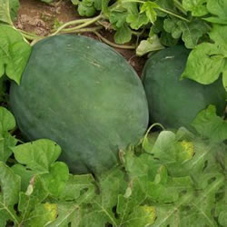 12 Common Drought Tolerant Vegetables 12 Common Drought Tolerant Vegetables