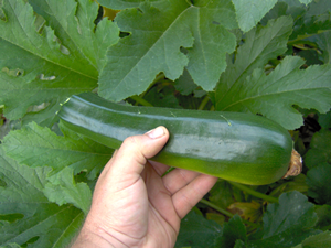 How and When To Pick Zucchini How and When To Pick Zucchini