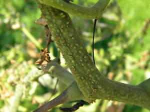 Tomato Quirks Part 2 - Bumpy Stems Tomato Quirks Part 2 - Bumpy Stems