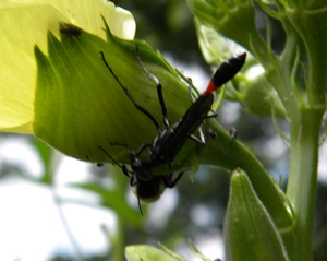 biginsect_okra_bloom_8_15 biginsect_okra_bloom_8_15