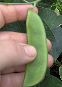 How and When To Pick Butter Beans How and When To Pick Butter Beans