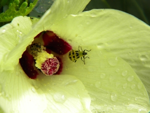 cuke_beetles8_15 cuke_beetles8_15
