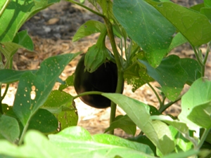 eggplant3 eggplant3