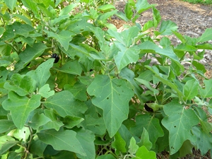 eggplant4 eggplant4