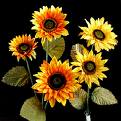 flowers flowers