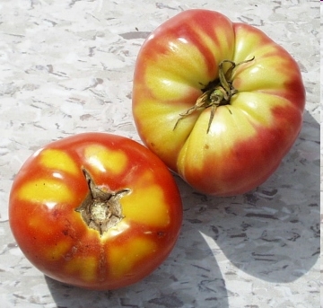 Tomato Quirks Part 3 - Green Shoulders Tomato Quirks Part 3 - Green Shoulders