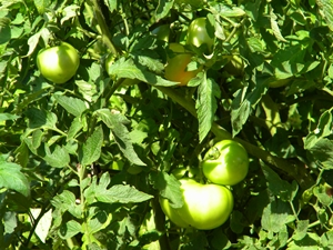 green_tomatoes green_tomatoes