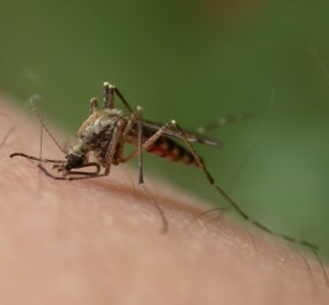 14 Home Remedies for Insect Bites and Stings 14 Home Remedies for Insect Bites and Stings