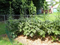 okra_plants okra_plants
