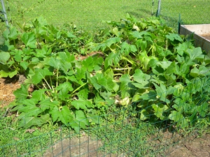 squash_patch squash_patch