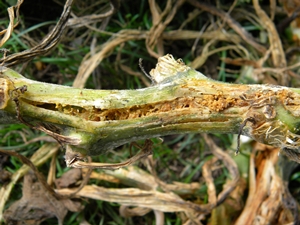 squash_vine_svb squash_vine_svb