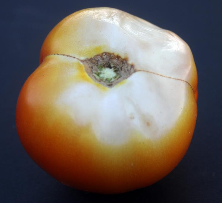 Tomato Quirks Part 4 - Sunscald Tomato Quirks Part 4 - Sunscald