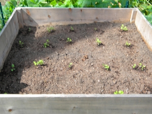 turnip_seedlings turnip_seedlings