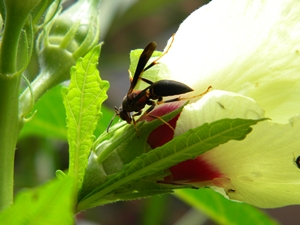 wasp_okra_bloom_8_15 wasp_okra_bloom_8_15