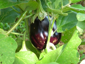 eggplant2