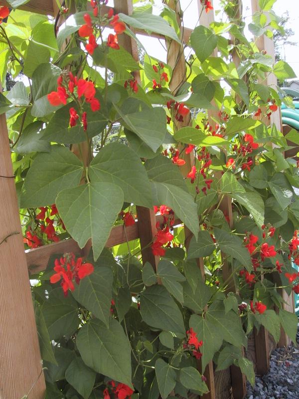 10 Easy Tips for Growing Green Beans 10 Easy Tips for Growing Green Beans