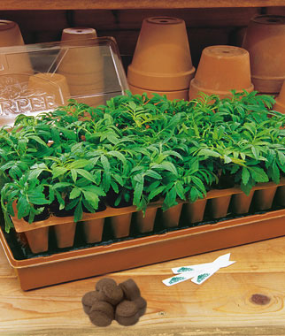 20 Easy Tips for Starting Seeds Indoors 20 Easy Tips for Starting Seeds Indoors