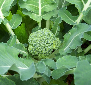 Great Early Spring Vegetables to Grow Great Early Spring Vegetables to Grow