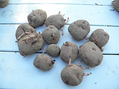How To Plant Potatoes In a Raised Bed How To Plant Potatoes In a Raised Bed