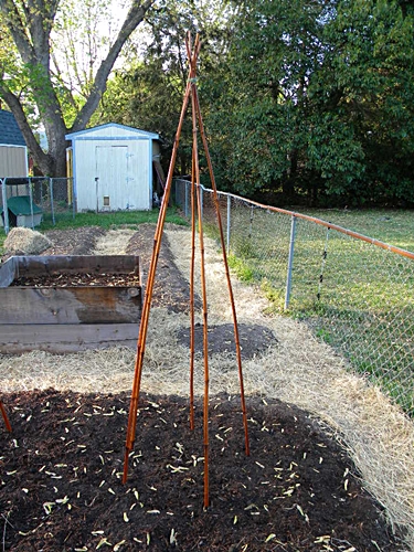 Build a Teepee Trellis for Pole Beans - Veggie Gardener