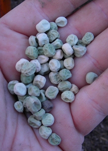 How To Plant Garden Peas How To Plant Garden Peas