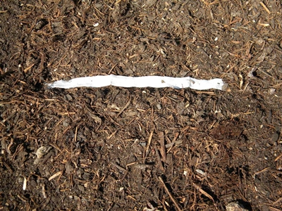 planting_carrots_seed_tapes4 cover seed tapes with half inch of soil