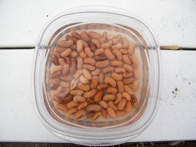 How To Plant Pole Beans How To Plant Pole Beans