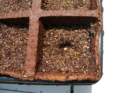 How To Start Vegetable Seeds in a Seed Tray How To Start Vegetable Seeds in a Seed Tray