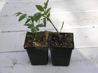 How To Re-pot Tomato Seedlings How To Re-pot Tomato Seedlings