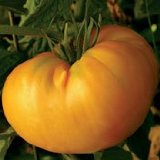 Amana Orange Tomato Amana Orange Tomato