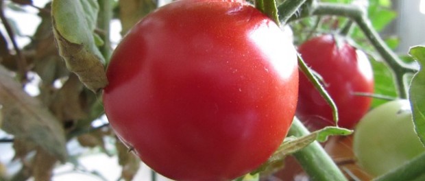 Growing-tomatoes Tomato garden