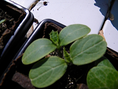 How To Transplant Cucumbers How To Transplant Cucumbers