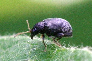 fleabeetle flea beetle