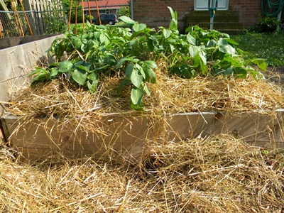 How To Hill Potatoes In a Raised Bed How To Hill Potatoes In a Raised Bed