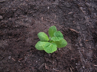 How To Transplant Summer Squash How To Transplant Summer Squash