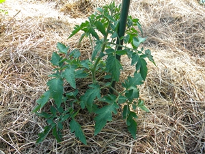 Watering Tomatoes Using a 2-Liter Soda Bottle Watering Tomatoes Using a 2-Liter Soda Bottle