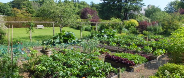 Vegetable-Garden Healthy garden
