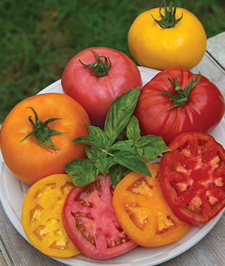 Kings of Color Tomato Collection Kings of Color Tomato Collection