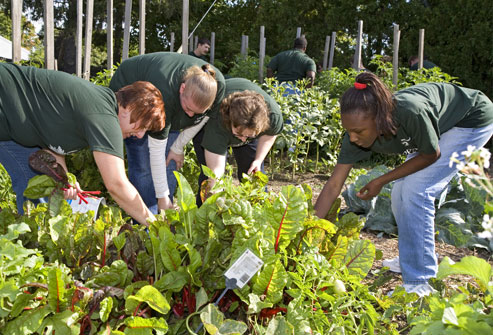 12 Tips for Saving Time in the Vegetable Garden