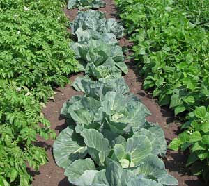 Add Crop Rotation To Your Vegetable Garden Plan