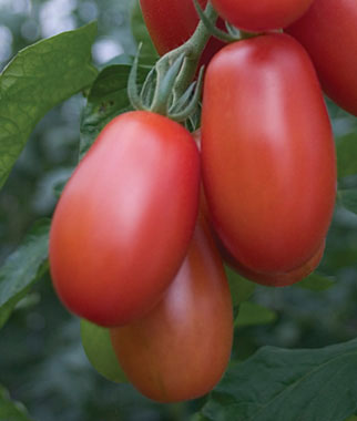 The 10 Best Tomatoes for Pastes & Sauces The 10 Best Tomatoes for Pastes & Sauces