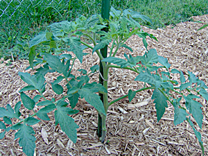diy tomato fertilizer how to make tomato fertilizer veggie gardener diy tomato fertilizer how to make tomato fertilizer veggie gardener